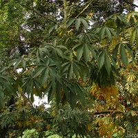 Ceiba pentandra (L.) Gaertn.